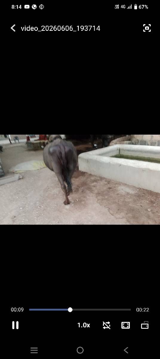 ભેંશ