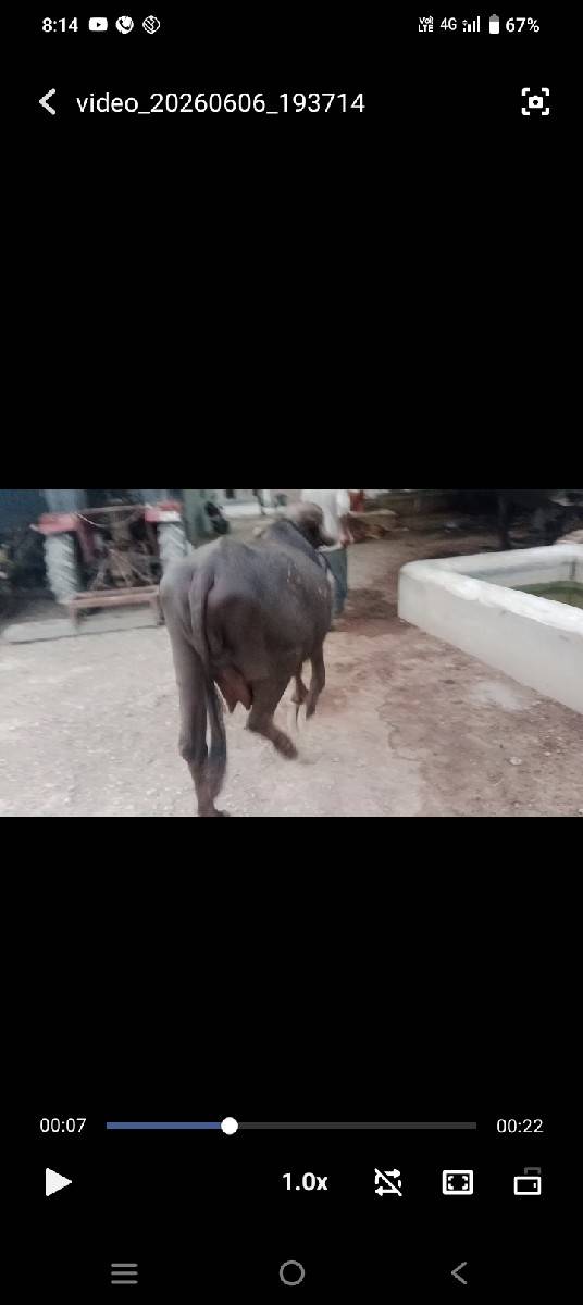 ભેંશ