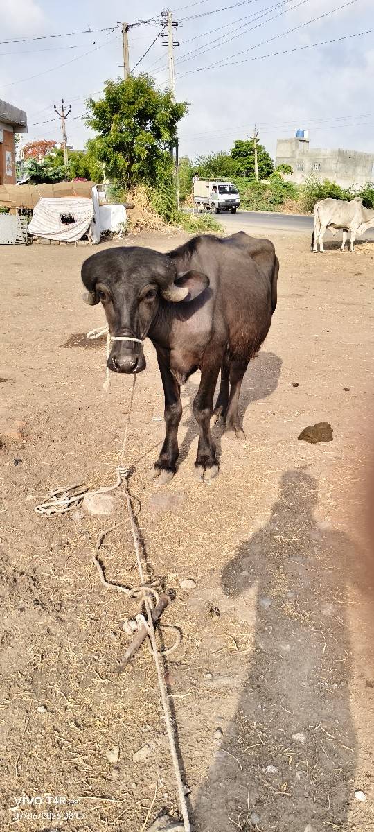 ગામ કોટડા સાંગાણી જીલ્લો રાજકોટ