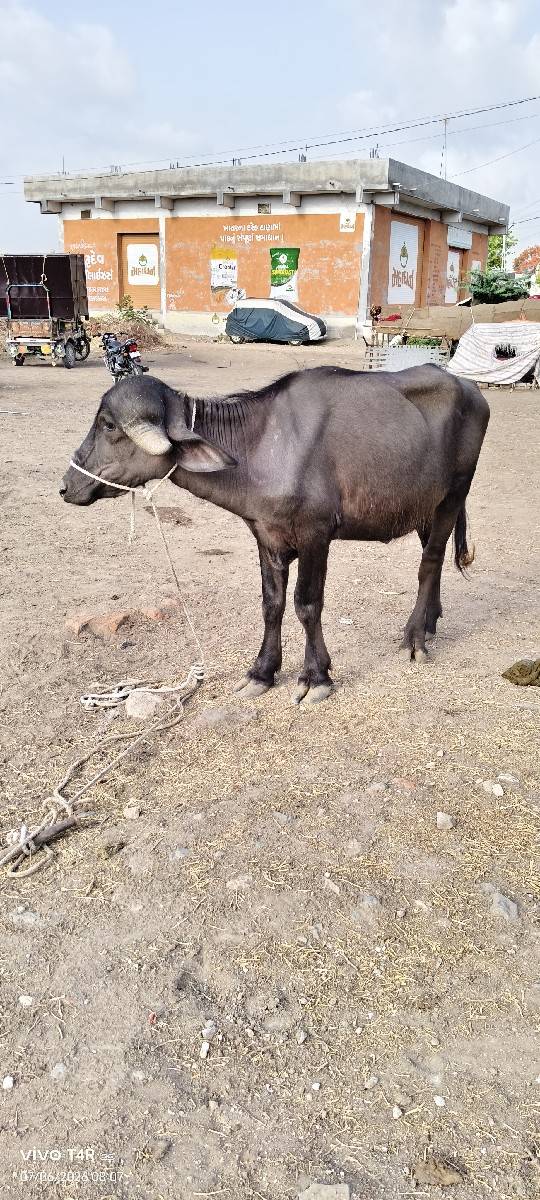 ગામ કોટડા સાંગાણી જીલ્લો રાજકોટ