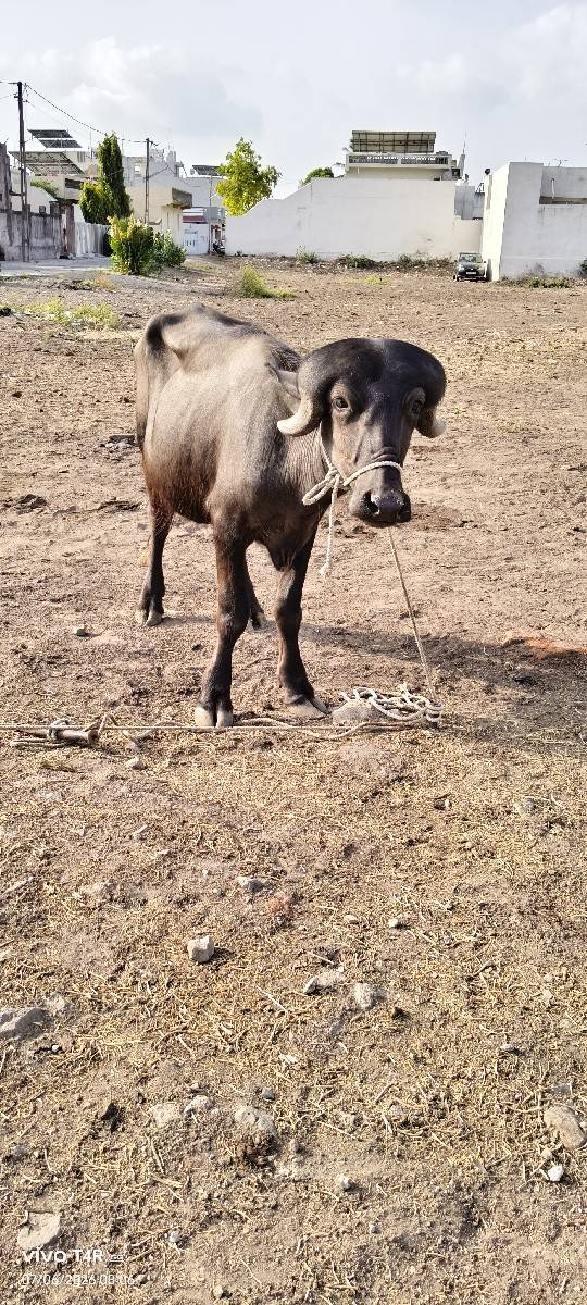 ગામ કોટડા સાંગાણી જીલ્લો રાજકોટ