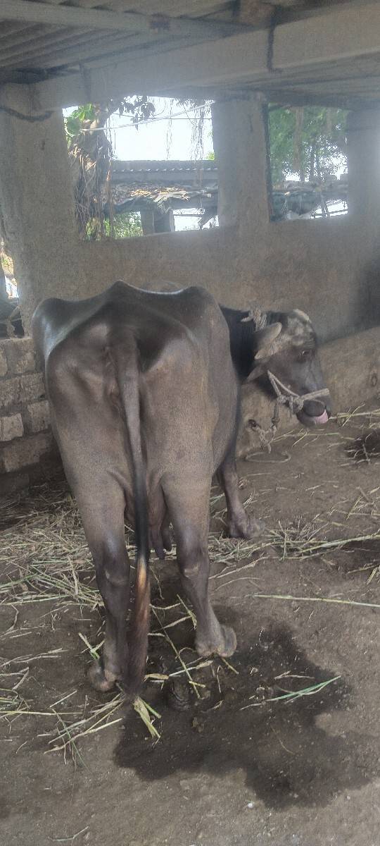 ચોથા વેતર માઁ છે