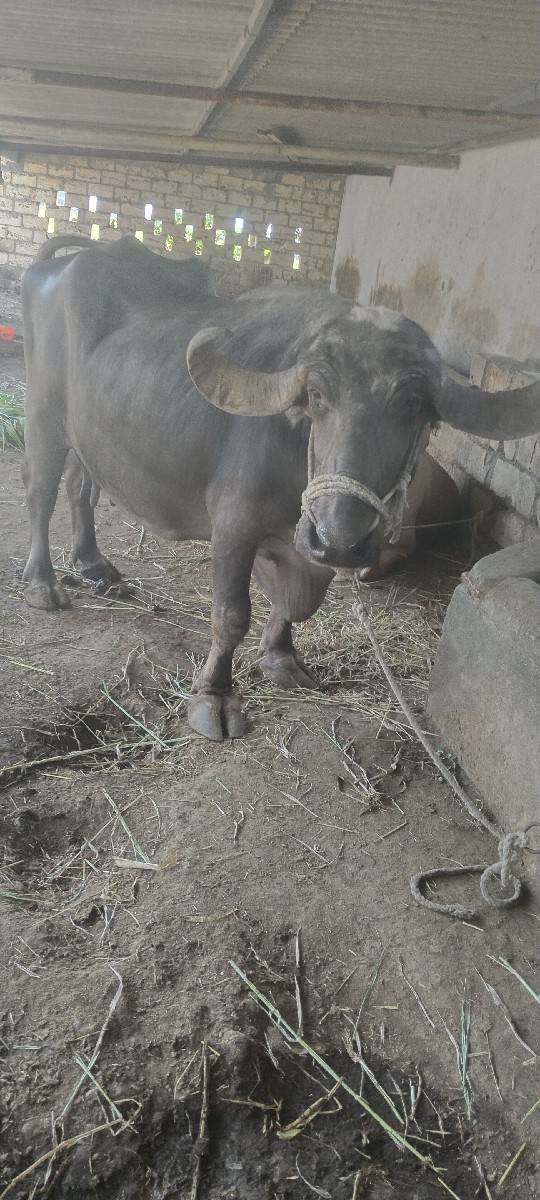 ચોથા વેતર માઁ છે