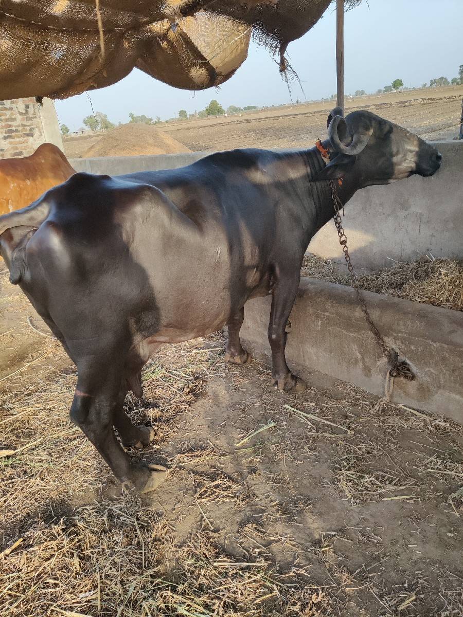 ભેંસ વેચવાની છે