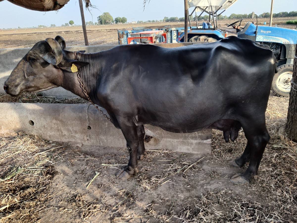 ભેંસ વેચવાની છે