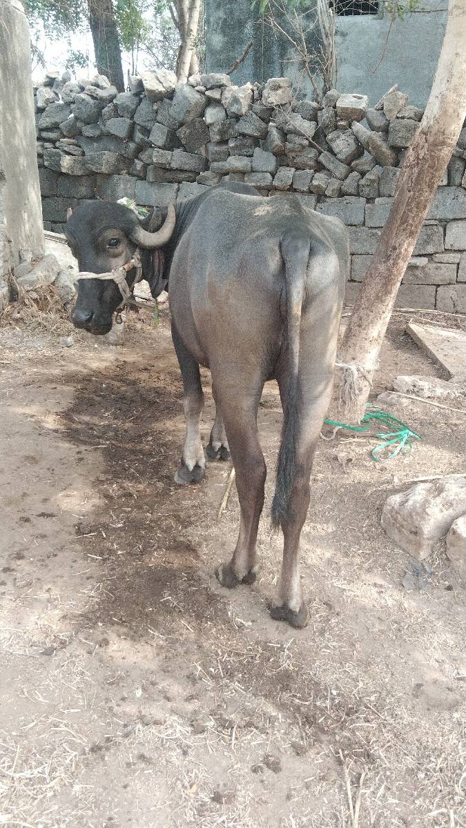ખળેલી વેચવાની છે
