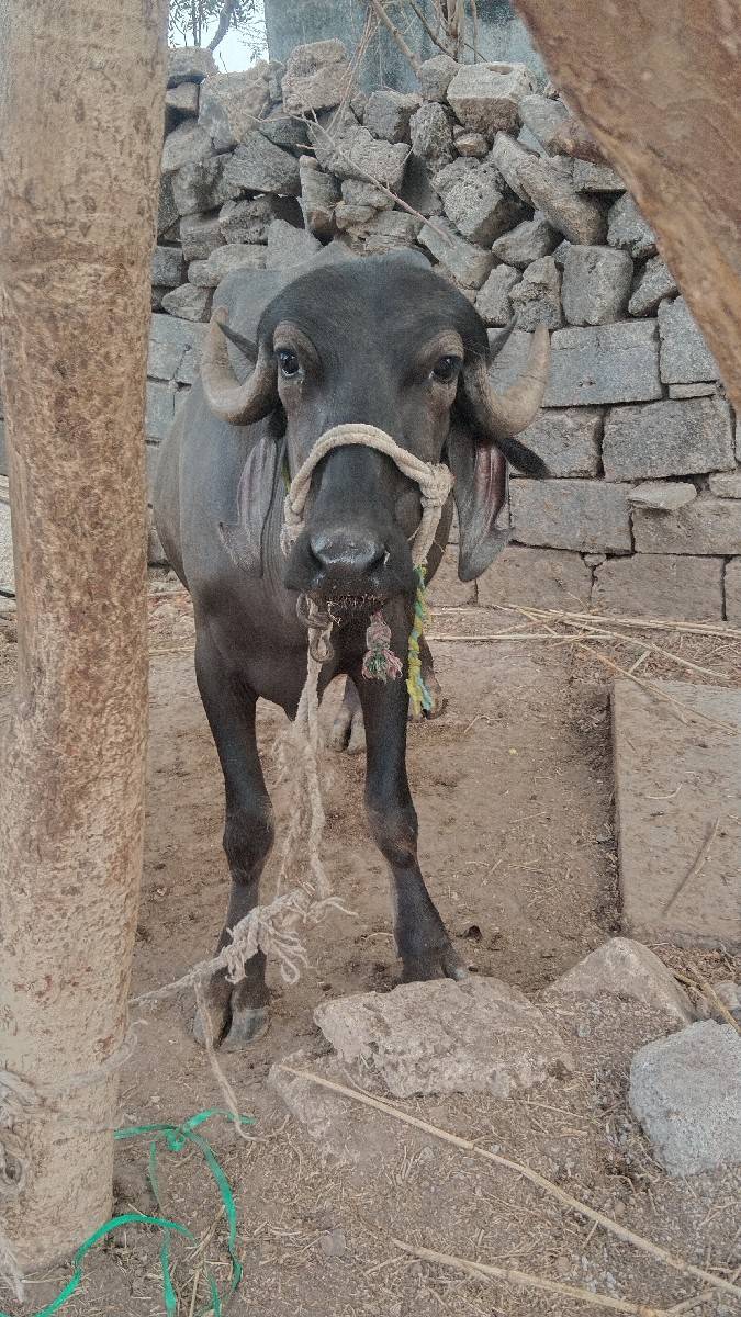 ખળેલી વેચવાની છે
