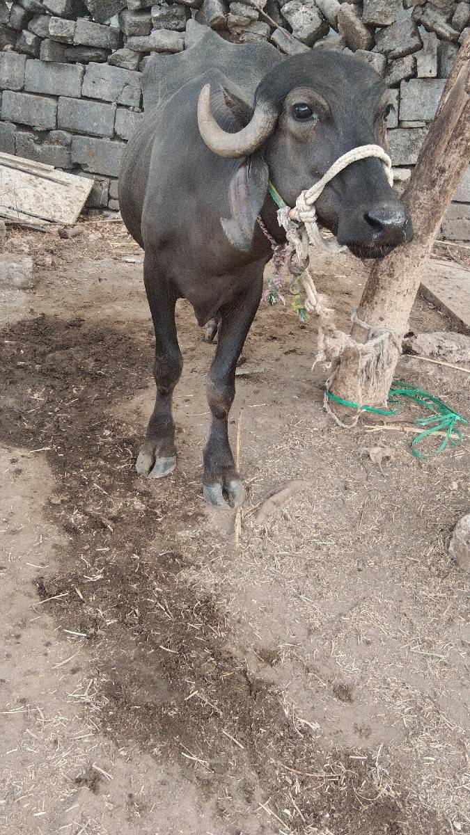 ખળેલી વેચવાની છે