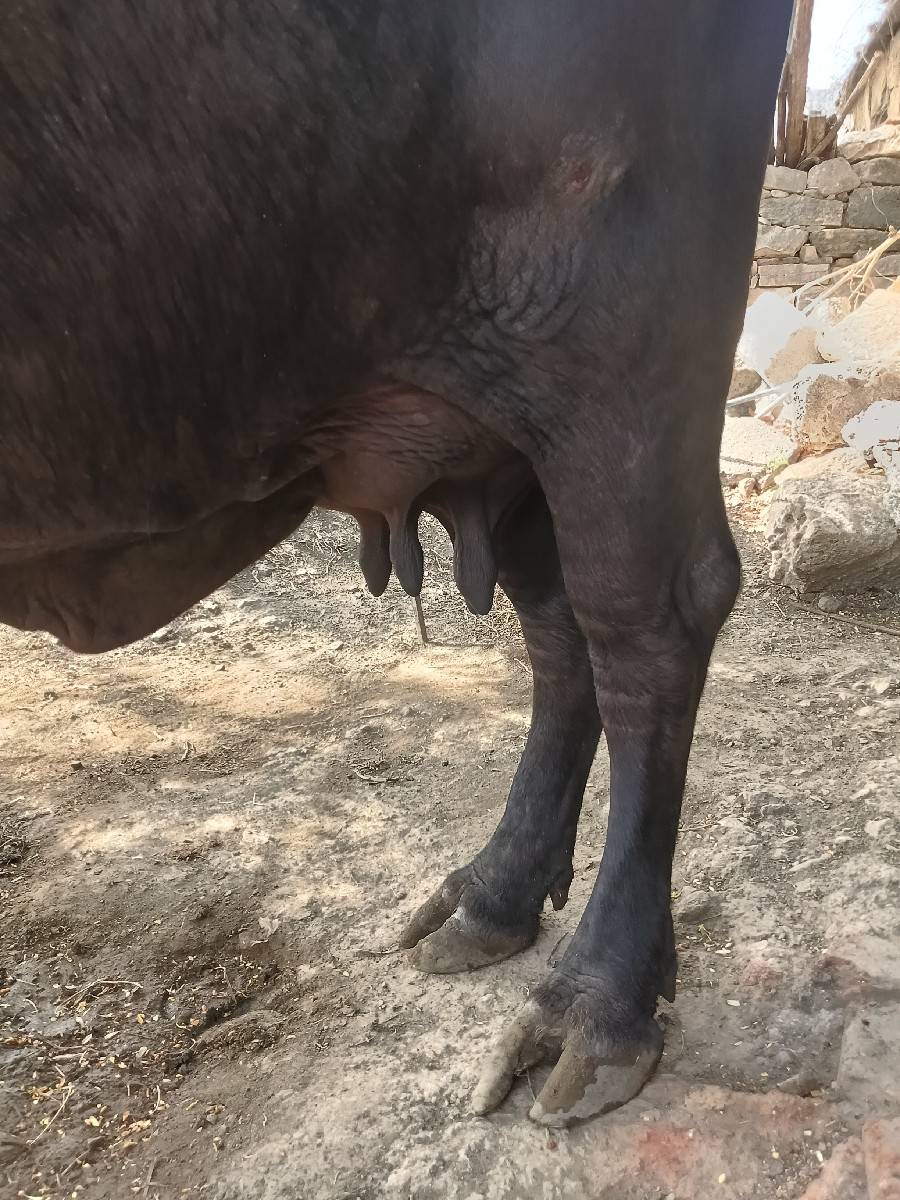 ભેંસ વેચવાની