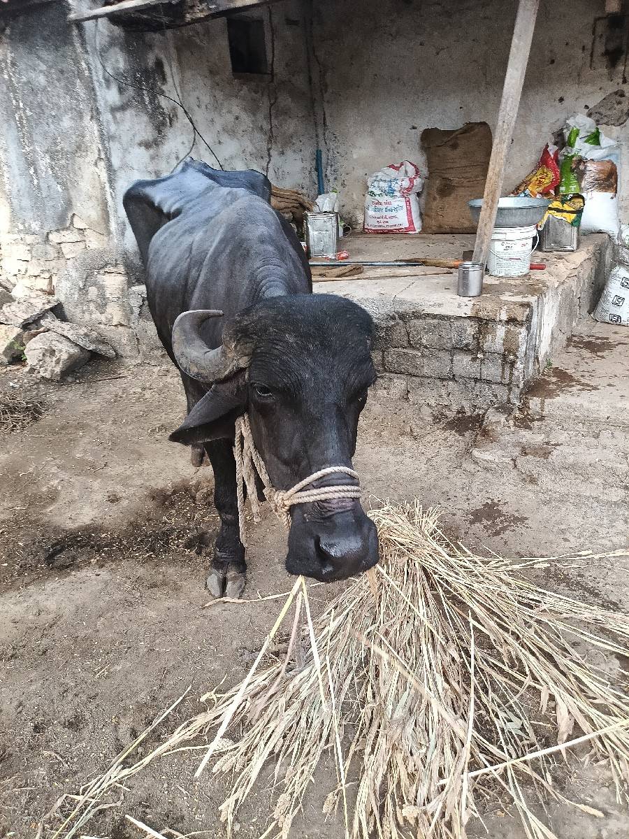 ભેંસ વેચવાની