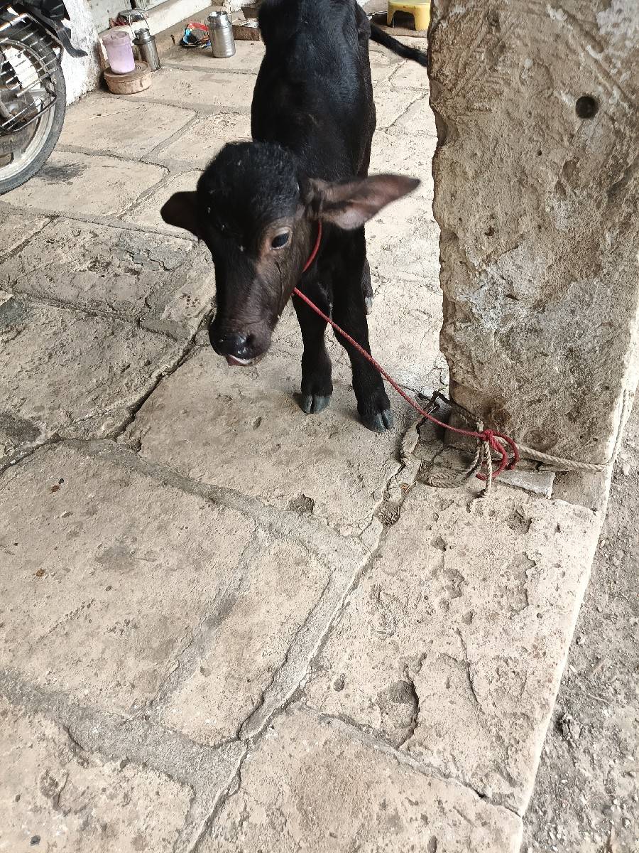 ભેંસ વેચવાની