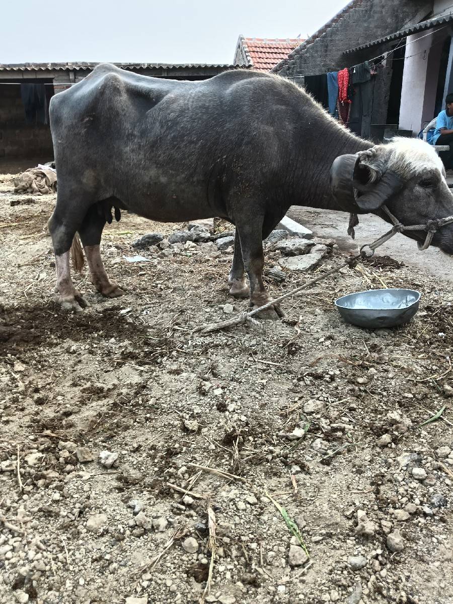 ભેંસ વેચવાની છે