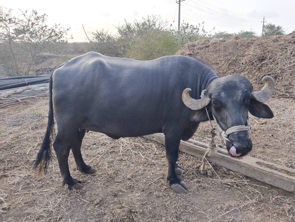 વેચવાની છે