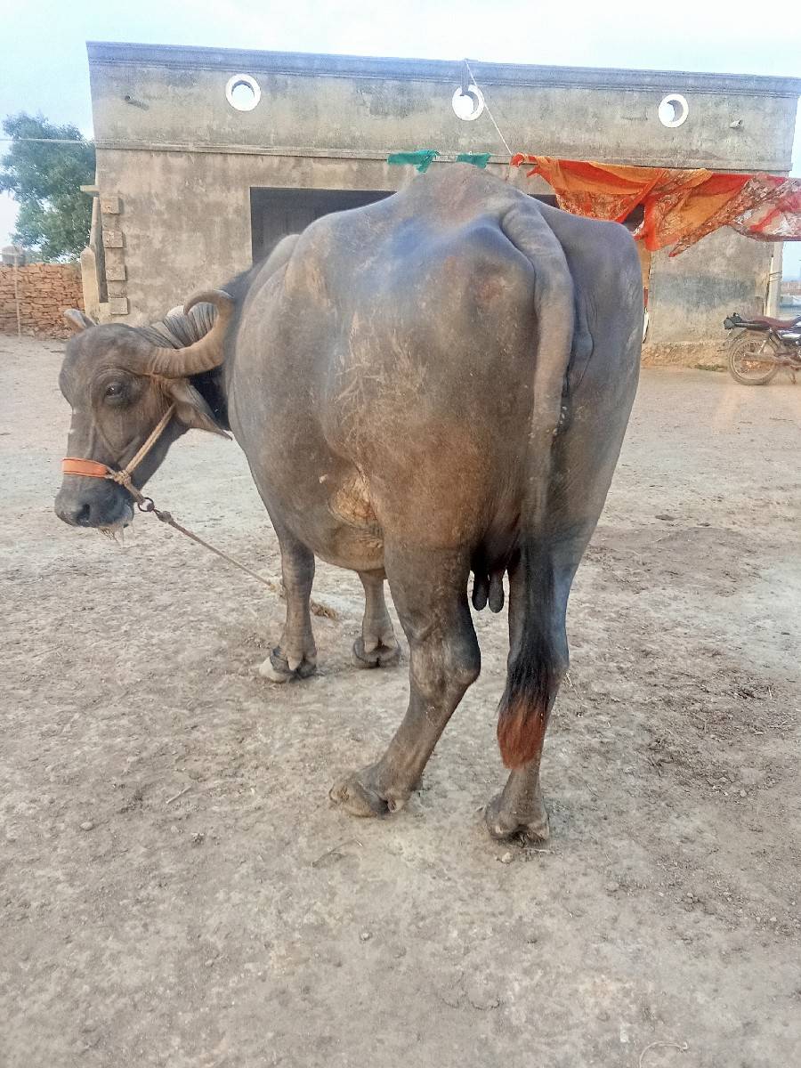 bhesh vechvani che
