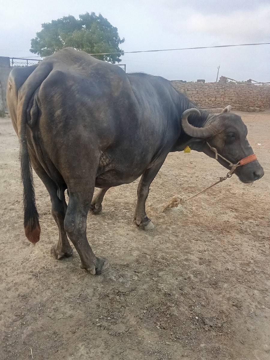 bhesh vechvani che