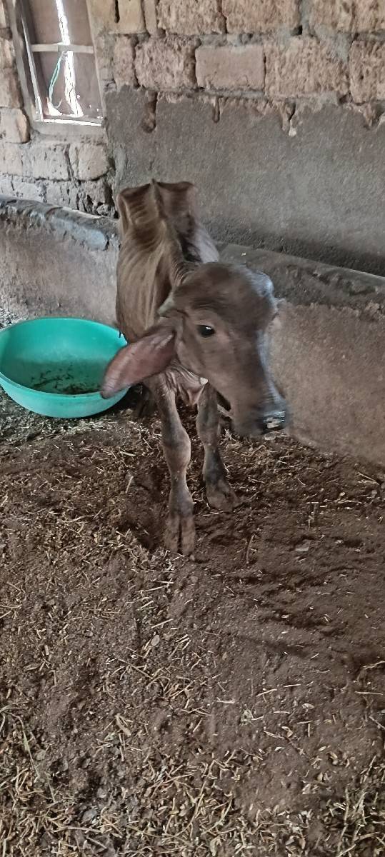 ભેંસ વેચવાની છે
