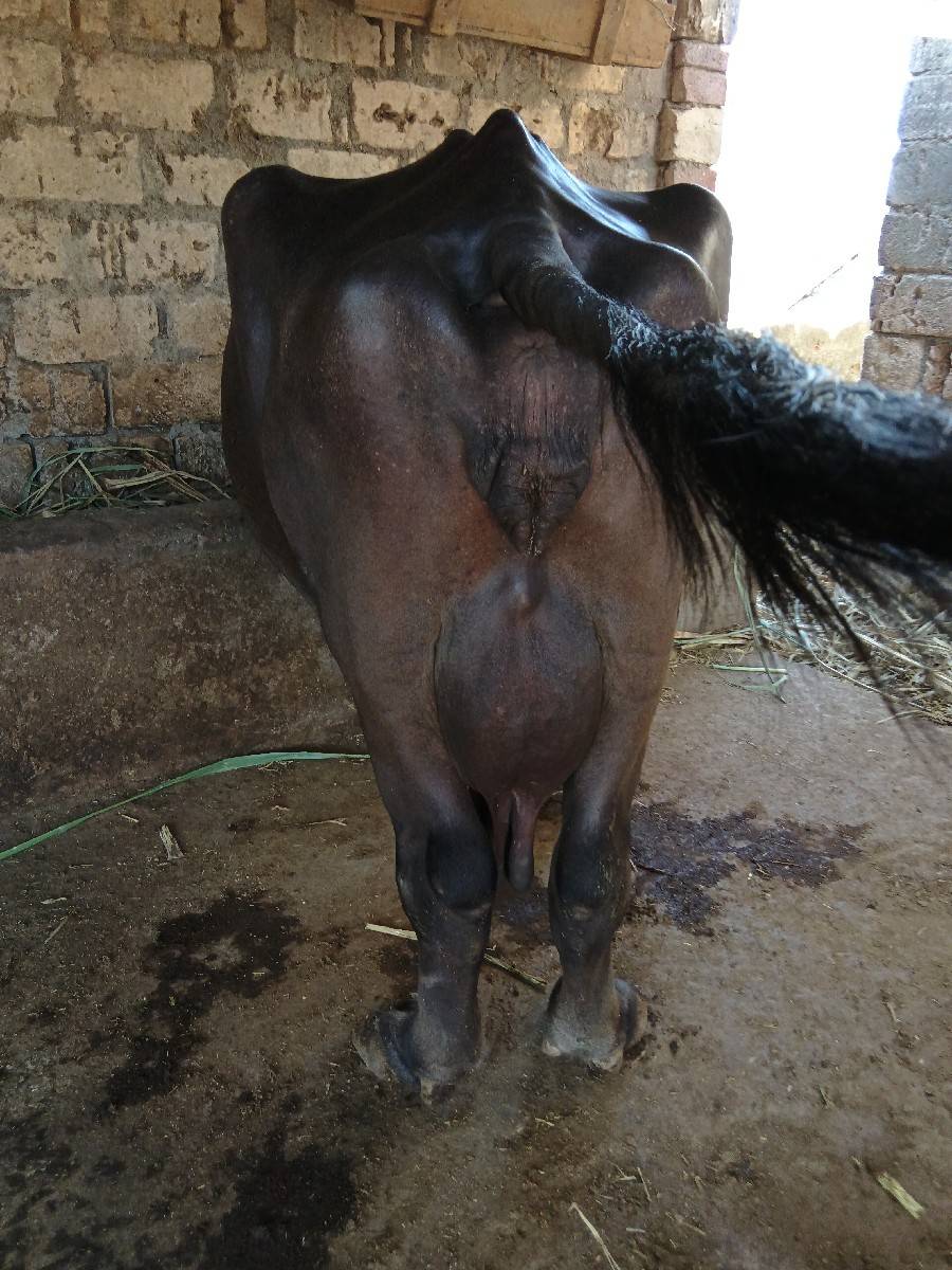 આ ભેંસ વેચવાની છે તાજીયા ગયેલી