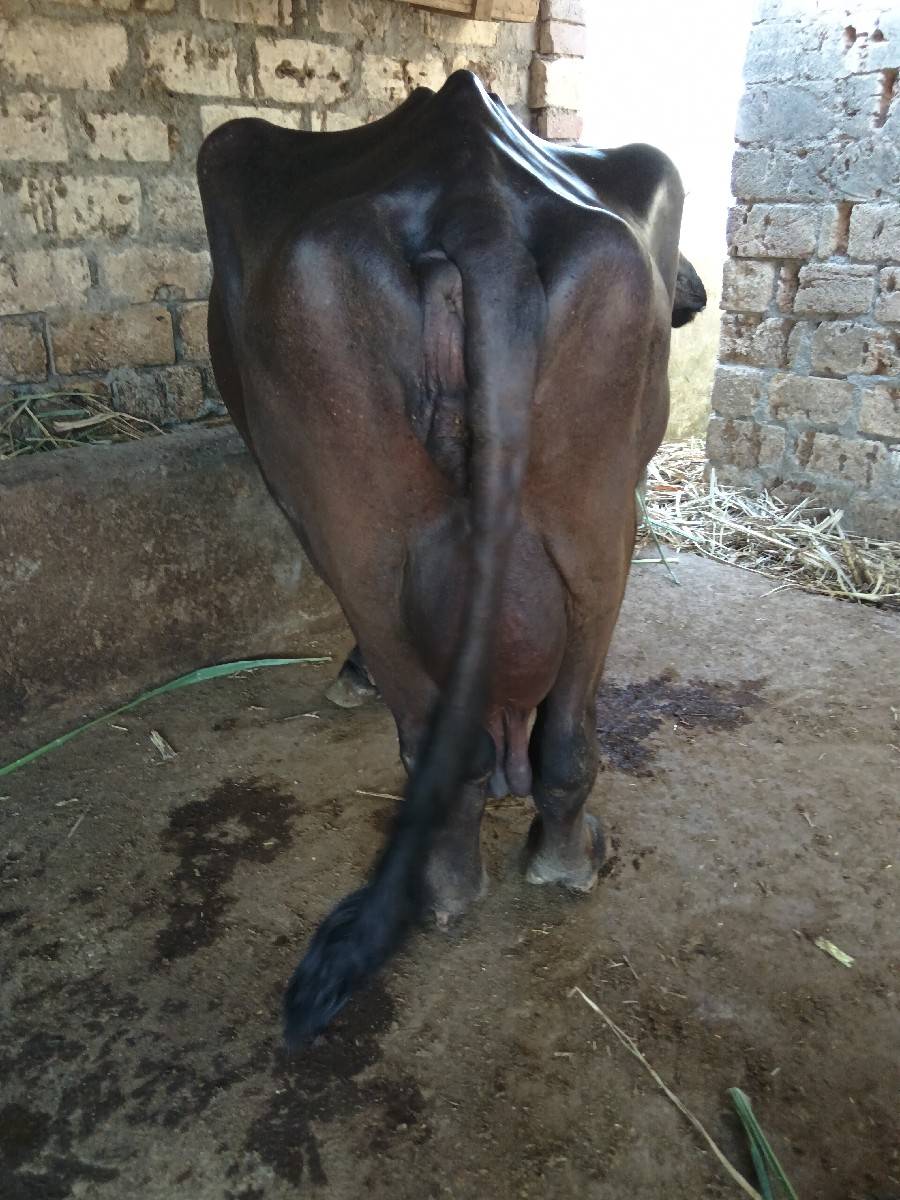 આ ભેંસ વેચવાની છે તાજીયા ગયેલી