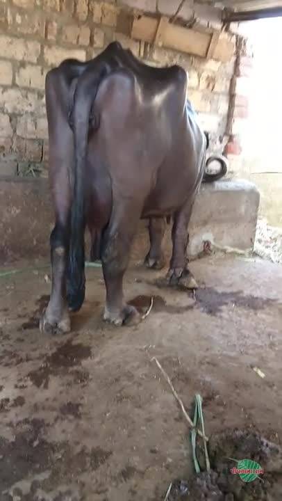આ ભેંસ વેચવાની છે તાજીયા ગયેલી