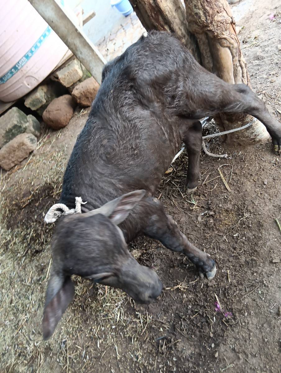 ભેશ વેચવાની છે નિચે પાડીછે