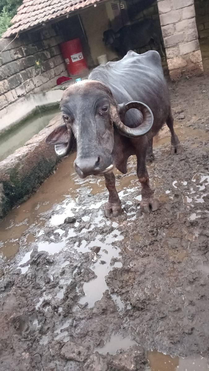 ભેંસ વેચવાની સે