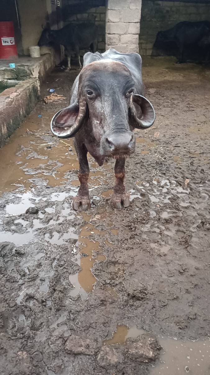 ભેંસ વેચવાની સે