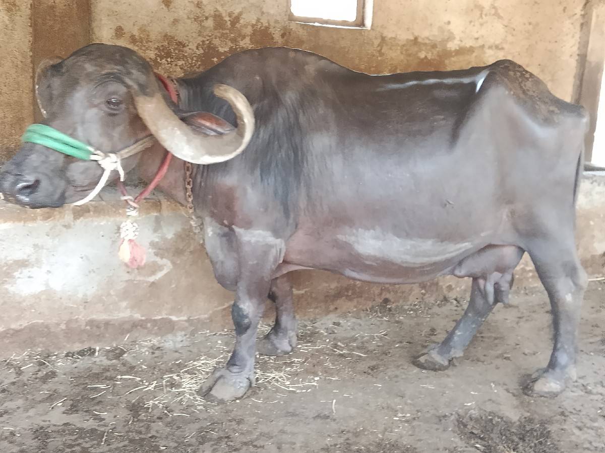 ભેસ અને પાડો વેચવાના છે