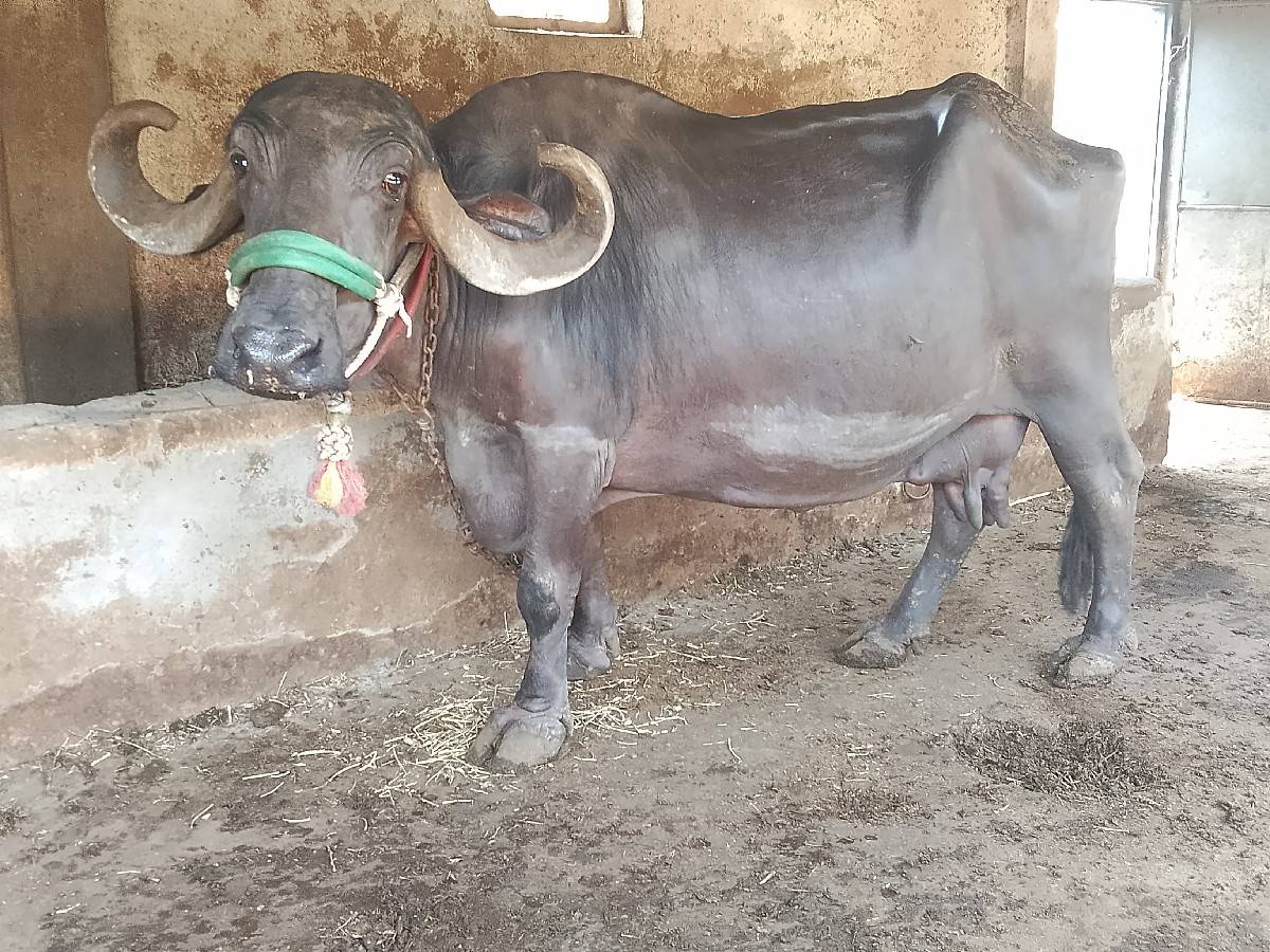 ભેસ અને પાડો વેચવાના છે