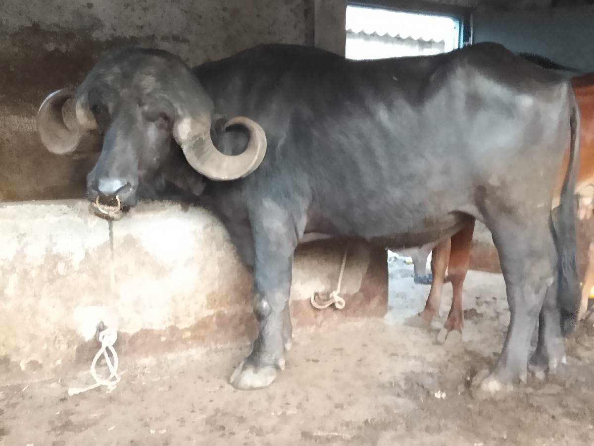 ભેસ અને પાડો વેચવાના છે