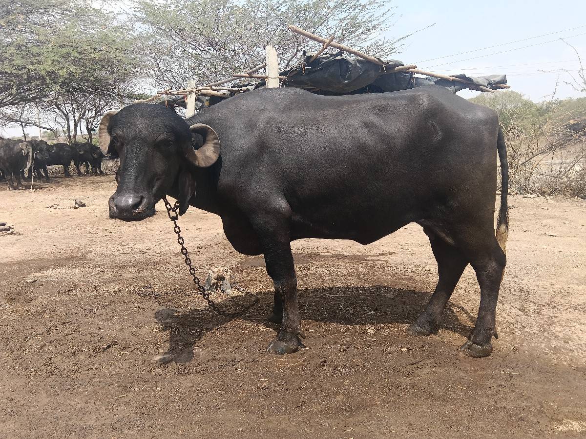 વેચવાની છે
