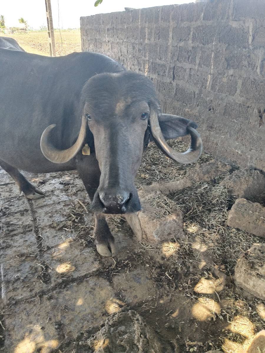 ભેંસ વેચવાની છે બીજૂ વેતર છે