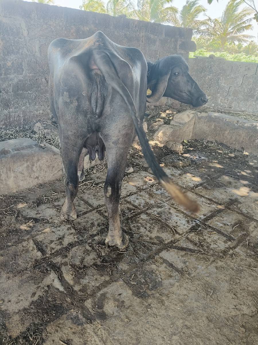 ભેંસ વેચવાની છે બીજૂ વેતર છે