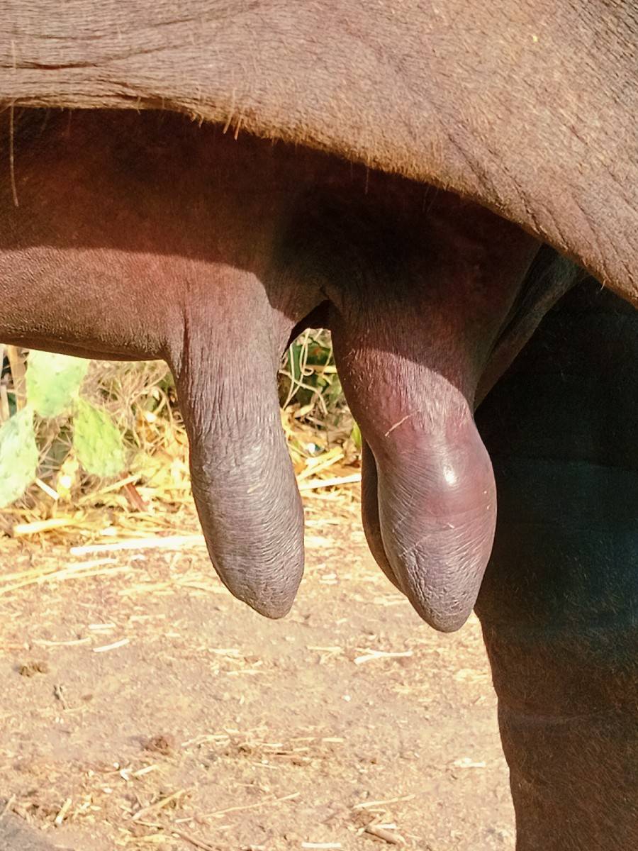 ભેંસ વેચવાની છે 3,4 દીવસ કાચી