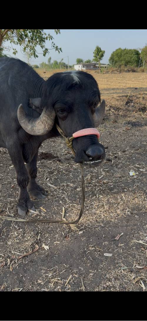 જાફરાબાદી ખડેલી વેચવાની