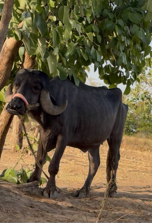 જાફરાબાદી ખડેલી વેચવાની