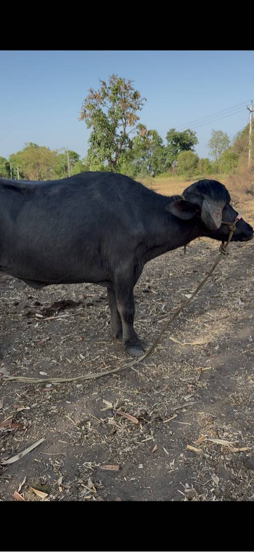 જાફરાબાદી ખડેલી વેચવાની