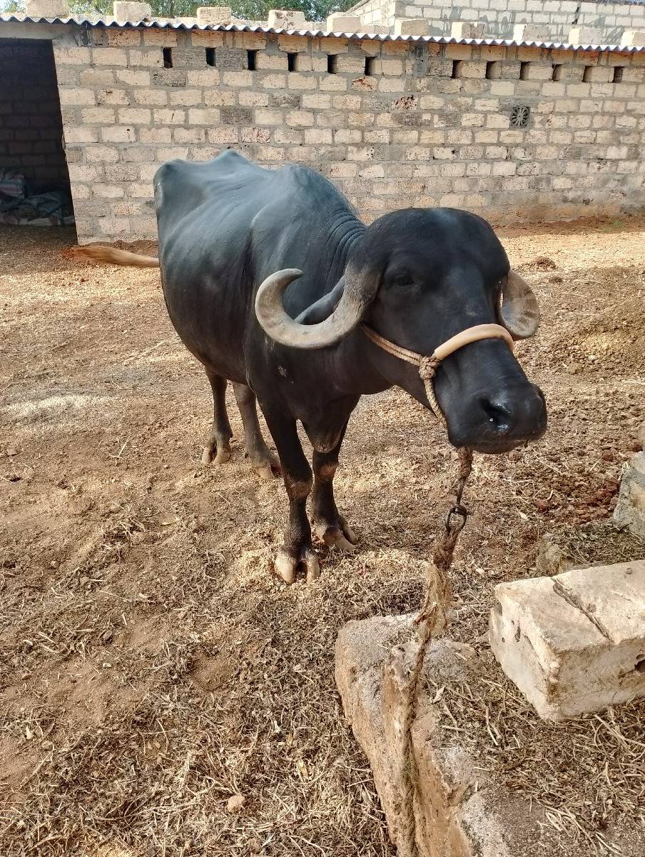 ખડેલી વેચવાની છે