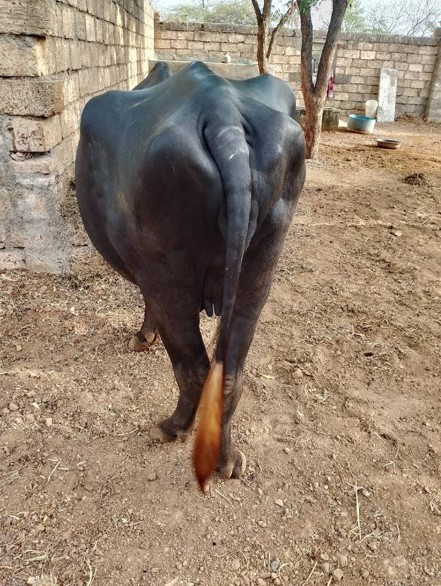 ખડેલી વેચવાની છે