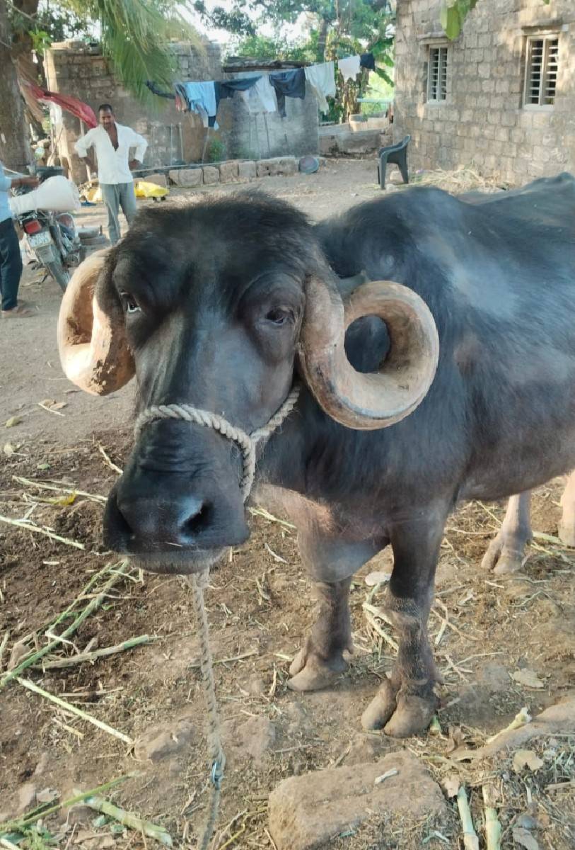 ભેંસ વેચ વાની છે  સિગડે કુઢલીછે