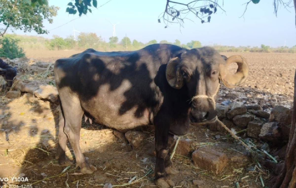 ભેંસ વેચ વાની છે  સિગડે કુઢલીછે