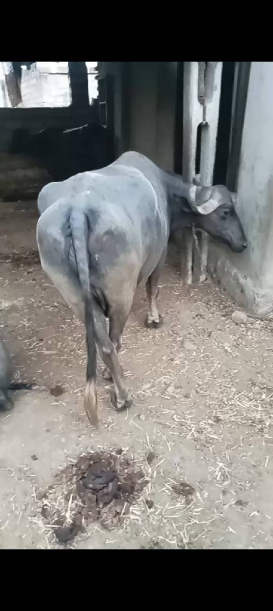 ભેંસ વેચવાની છે