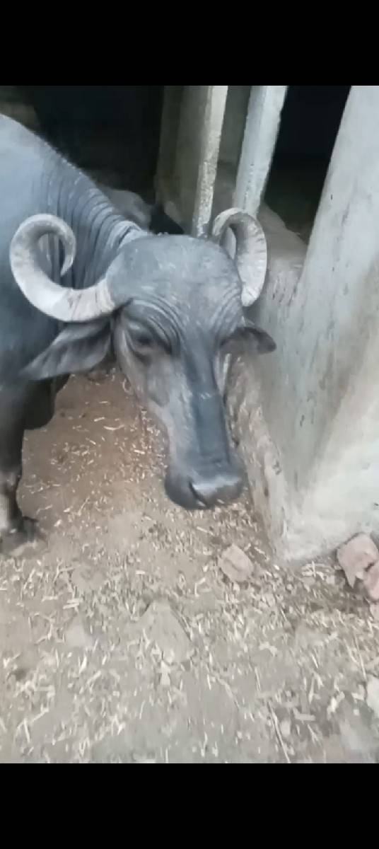 ભેંસ વેચવાની છે