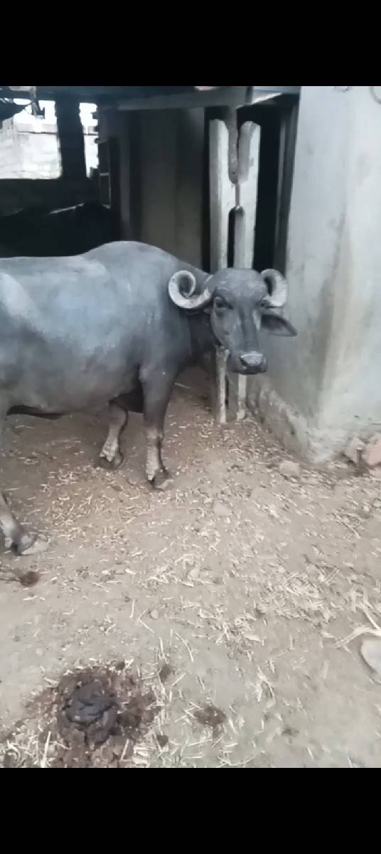 ભેંસ વેચવાની છે
