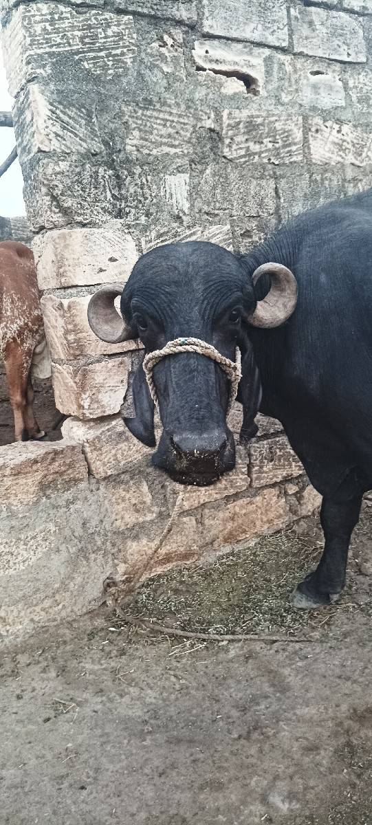 3  ખડેલા