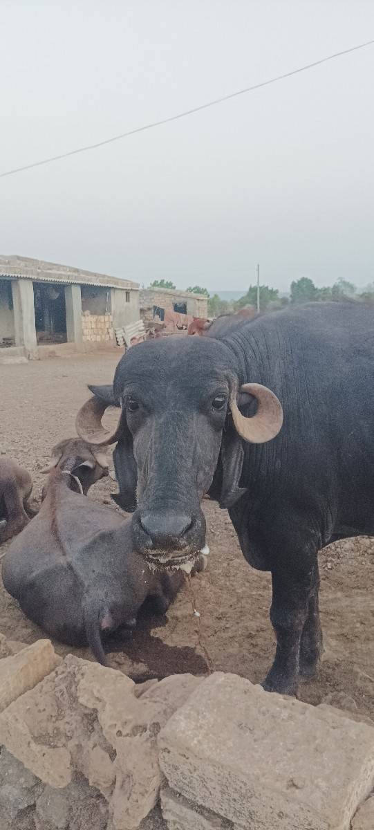 3  ખડેલા