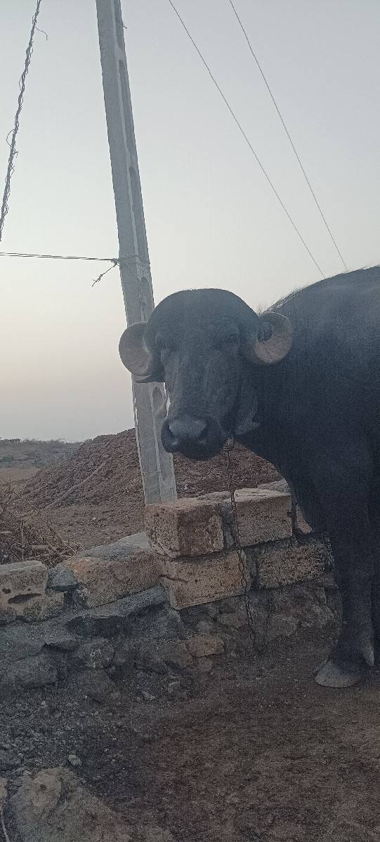 3  ખડેલા