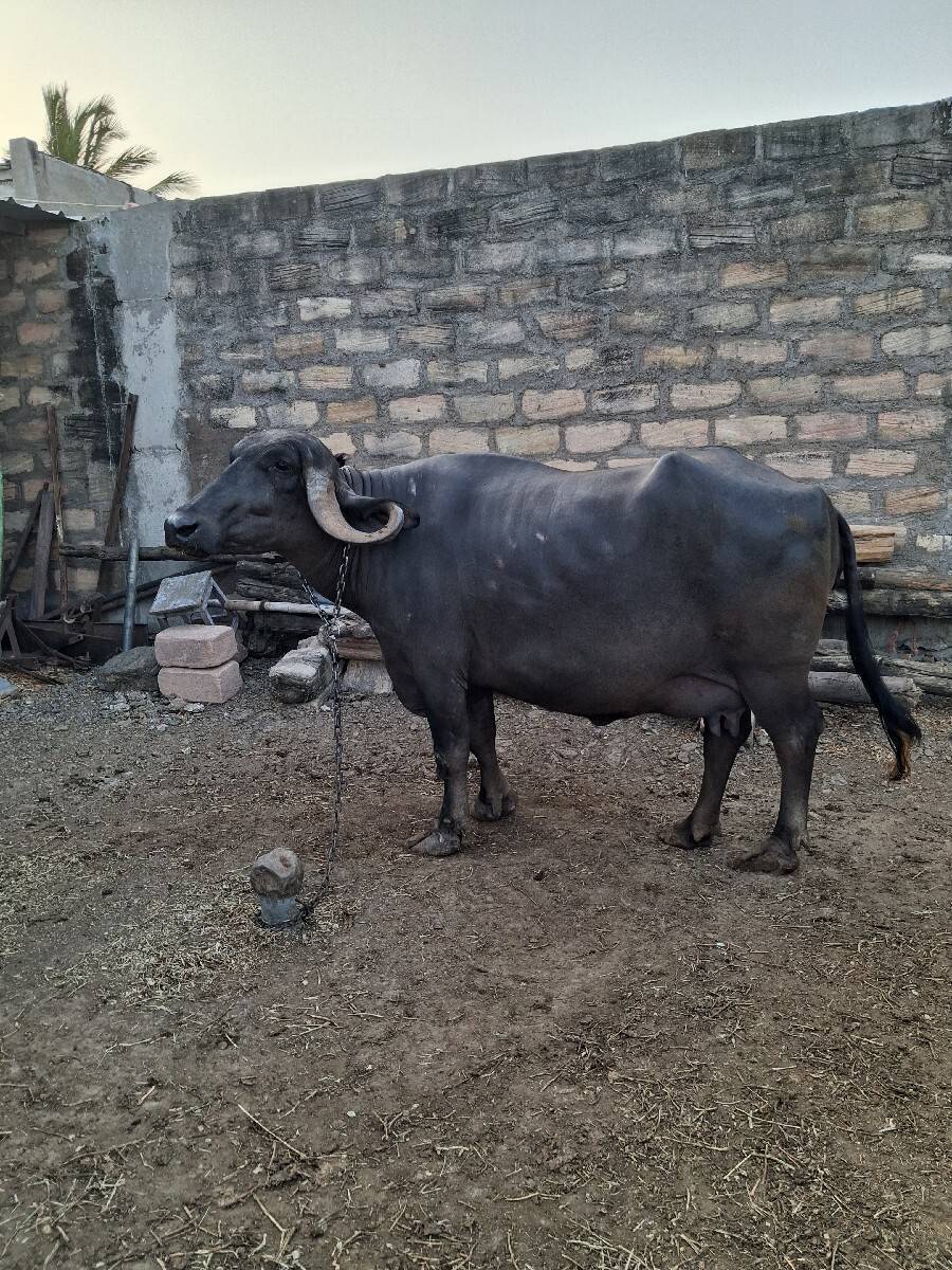 જાફરી ભેંસ વેચવા ની છે.