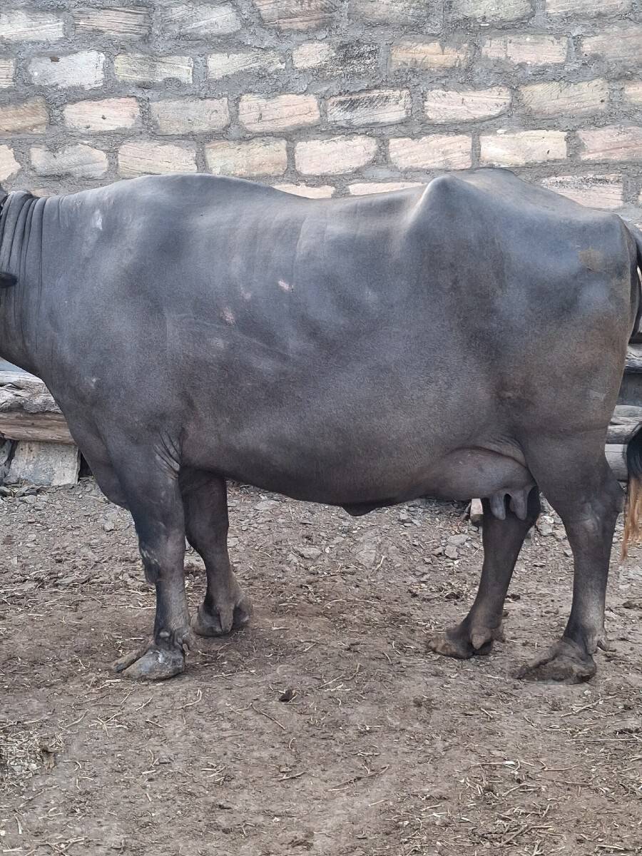 જાફરી ભેંસ વેચવા ની છે.