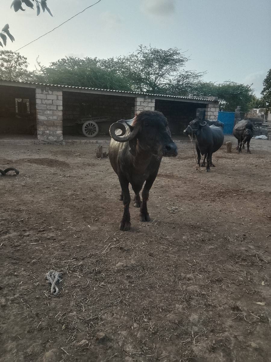 આ ભેંસ વેચવાની છે