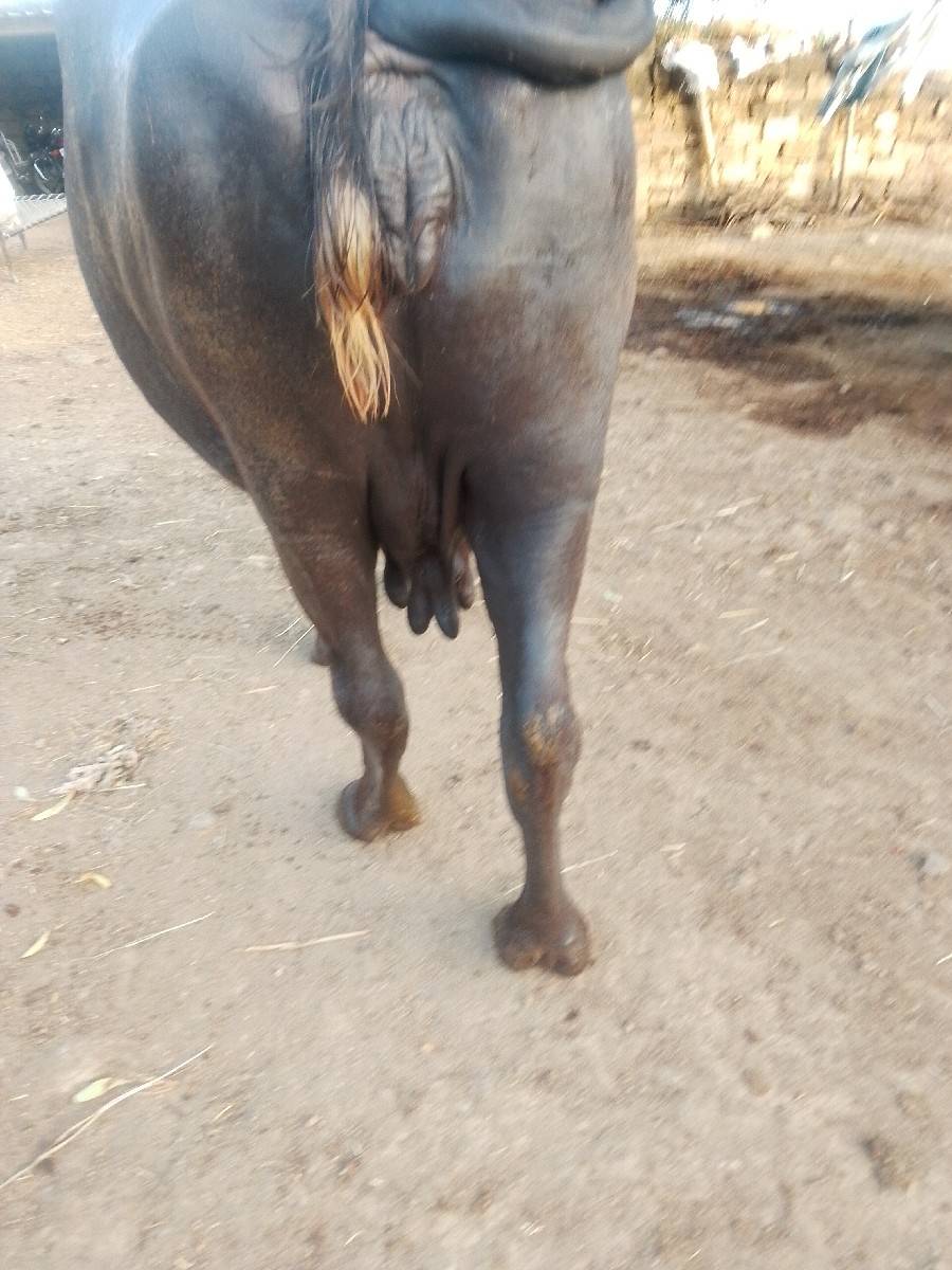 આ ભેંસ વેચવાની છે